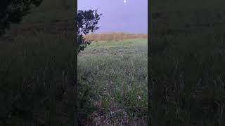 Public Spring Nebraska turkey hunting [upl. by Eudo803]