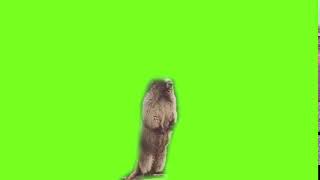 Green Screen Screaming Gopher [upl. by Esoryram583]