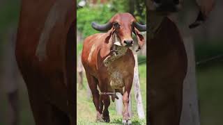 Gir Cow Brazil cow naadekchfaktbailgadasharyat farming like subscribe [upl. by Brie]