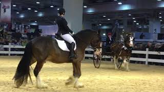 Pferd und Jagd 2017  Shire Horse amp Clydesdale [upl. by Acinok]