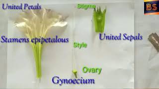 Dissection of Datura Flower [upl. by Anoik]