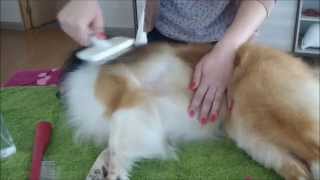 Sheltie basic home grooming [upl. by Rogergcam91]