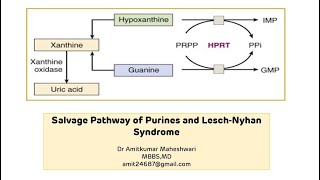 Lesch Nyhan Syndrome  Purine Salvage Pathway  Molecular Biology  Biochemistry [upl. by Enois]