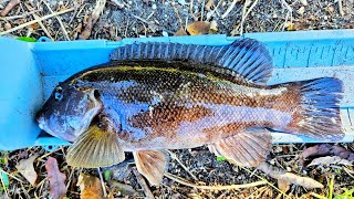 Tautog Fishing New Jersey PLUS UNDERWATER FOOTAGE [upl. by Lucky]