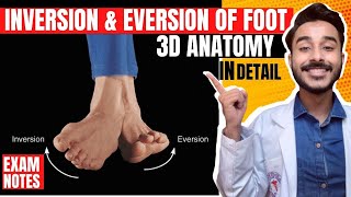 Inversion and eversion of foot anatomy  inversion of foot anatomy  inversion and eversion anatomy [upl. by Ardnua947]