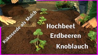 Erdbeeren einpflanzen im Hochbeet wie geht das ganz einfach mit Knoblauch [upl. by Nnairek786]