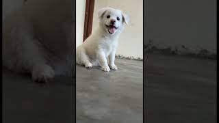 dog 🐕‍🦺training 🥰videos for🦮puppiesdog🐕training videos for puppies to watch support subscribe like [upl. by Novj]