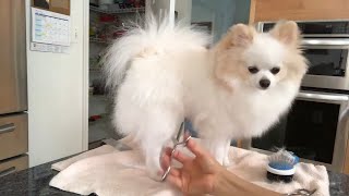 Pomeranian cute Puppy haircut for fluffy coat Dog grooming [upl. by Hsac]