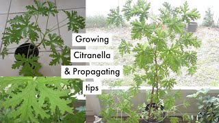 How to grow and propagate a Citronella mosquito plant 🍃 [upl. by Rachael36]