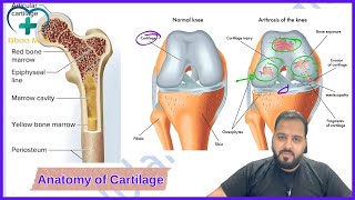 Anatomy of Cartilage  Aboo Med  Tikrit 2Y Lec1 [upl. by Maynard]