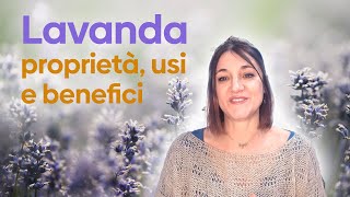 Lavanda proprietà usi e benefici [upl. by Ibbob]