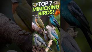 Top 7 Mimicking Birds naturelovers facts mimicking birds knowledge animals wildlife nature [upl. by Frodin130]