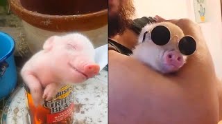 Cutest Pig Videos that I found 7 [upl. by Steward]