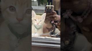 I’ll Be Back Home Soon My Babies 🐱🥰  Week 9  Short 289 cat kitten animals cute dailyvlog [upl. by Sirrot401]