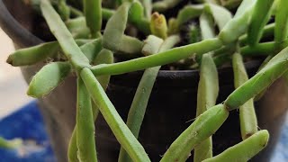 Rhipsalis bacciferagardening houseplants subscribe subscribe [upl. by Chaffin391]