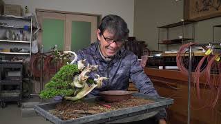 Koji Hiramatsu Takamatsu Bonsai Channel [upl. by Eatnuahs]