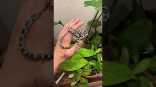 cornsnake baby anery corn snake [upl. by Isus]