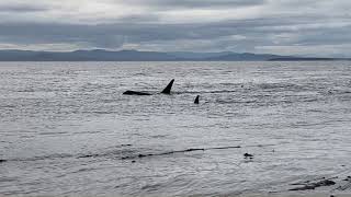 J Pod Passing Lime Kiln Point [upl. by Ailaham547]