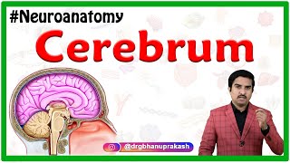 Cerebrum  Usmle Gross Anatomy  Relations and External features  Neuroanatomy animations [upl. by Maclay]