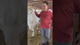 FARMLIFE BRAHMAN BULLS amp CATTLES at LE FERME The Farm of MRL 7Stars Ranch [upl. by Carmelo451]