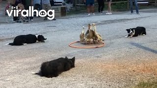 Dogs Herding Ducks  ViralHog [upl. by Glaab]