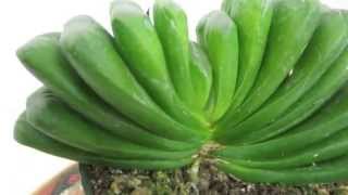 Haworthia truncata cv Lime Green [upl. by Erlin]