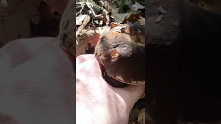 Terapi yükleniyor 🍄 mushroom fungi doğa köy nature kamp orman adventure survival doğal [upl. by Enilekaj630]