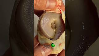 Black eyed leucistic molinarosnakelab shortsviral eggcutting unboxing ballpython python diy [upl. by Hazrit436]