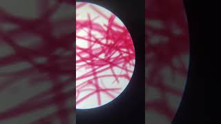 Striated Muscle tissue Slide Under Microscope Class 9 Science  Tissue [upl. by Mauri]