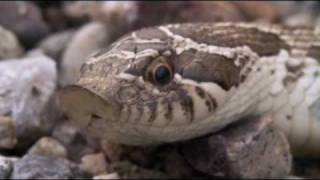 The HogNosed Snake [upl. by Biddle]