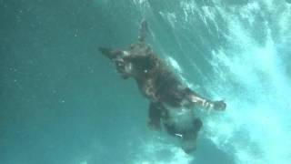 Lagotto Romagnolo Diving Underwater [upl. by Hseham489]