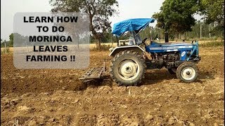 For Beginners A Step By Step Guide Of Moringa Leaves Farming In India  PART1 [upl. by Otina906]