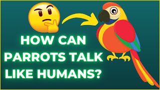 How can Parrots talk like Humans 3D Animation shorts [upl. by Tobey999]