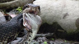 Cottonmouth vs Rattlesnake 03  Cottonmouth Kills amp Eats Rattlesnake [upl. by Durrej]