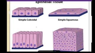 class 9 epithelial tissue [upl. by Atalaya906]