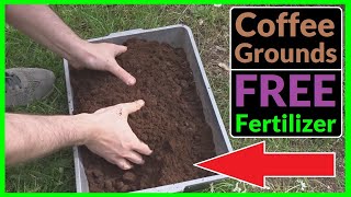 How to use Coffee Grounds as a FREE Fertilizer for your Plants [upl. by Ocirne406]