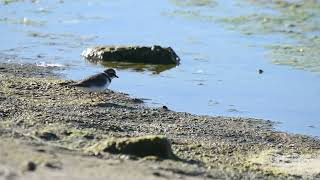 Chorlo Semipalnmeado Charadrius semipalmatus [upl. by Elleryt881]