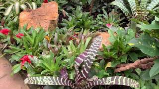 Bromeliad Garden Tour 2020  Sherman Library [upl. by Giacopo]