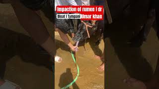 Impaction of rumen l dr Umar khan [upl. by Rehnberg]