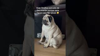 Pug sordo solo escucha cuando dicen pollito foryou funnyvideo funnypets shorts fyp pugs [upl. by Ciprian]