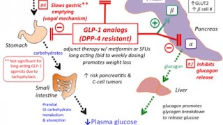 Glucagon Like Peptide 1 Incretin Exenatide Liraglutide Pharmacology Newer antidiabetic Medication [upl. by Kaye]