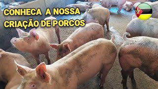 Nossa Criação de Porcos Landrace e Large White Em Moçambique 🐷🌾 CuidadosComPorcos [upl. by Iretak]