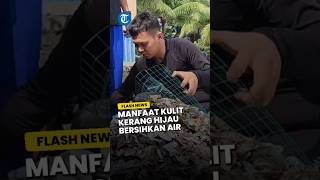 ANCOL AJAK PECINTA ALAM RESTORASI KULIT KERANG HIJAU INI MANFAATNYA [upl. by Noeruat353]