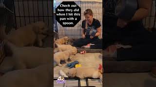 goldenretrieverpuppies respond to banging pot [upl. by Ulric641]