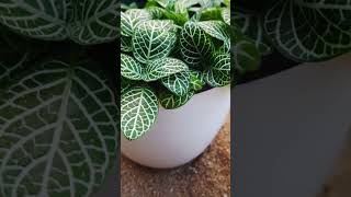 Fittonia albivenis  Nerve plant houseplants [upl. by Annekahs]