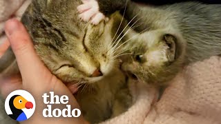 Kitten Left Without a Home is Adopted by One Special Momma  The Dodo Little But Fierce [upl. by Valaria]