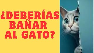 quot¿Por Qué Mis Amigos Los Gatos No Quieren Ser Pececitosquot [upl. by Havener]