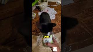 Why Do Cats Go Crazy For Catnip [upl. by Gilbart]