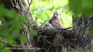 Redshouldered Hawk Nest [upl. by Annawoj]