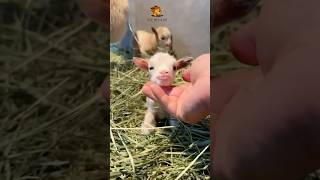 Before amp After Animals Growing Up Amazing Animal Transformation animalsofyoutube animals cute [upl. by Hux]